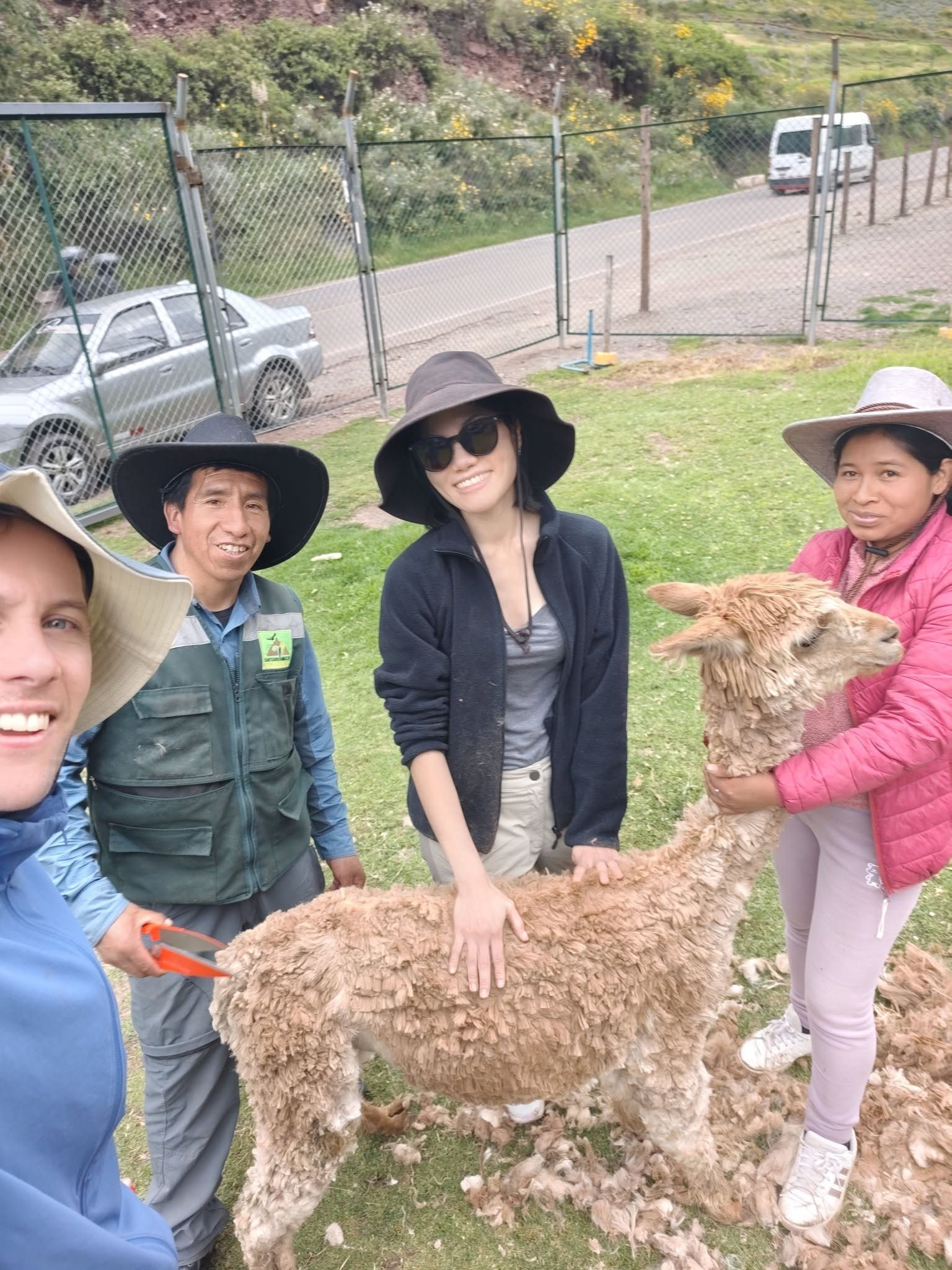 Esquila tradicional de alpaca con la comunidad, cerca de Huchuy Cusco